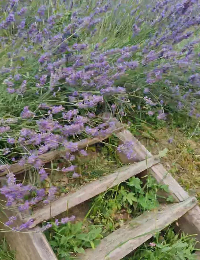 Casa de Férias Tana Della Lavanda Montefiorino