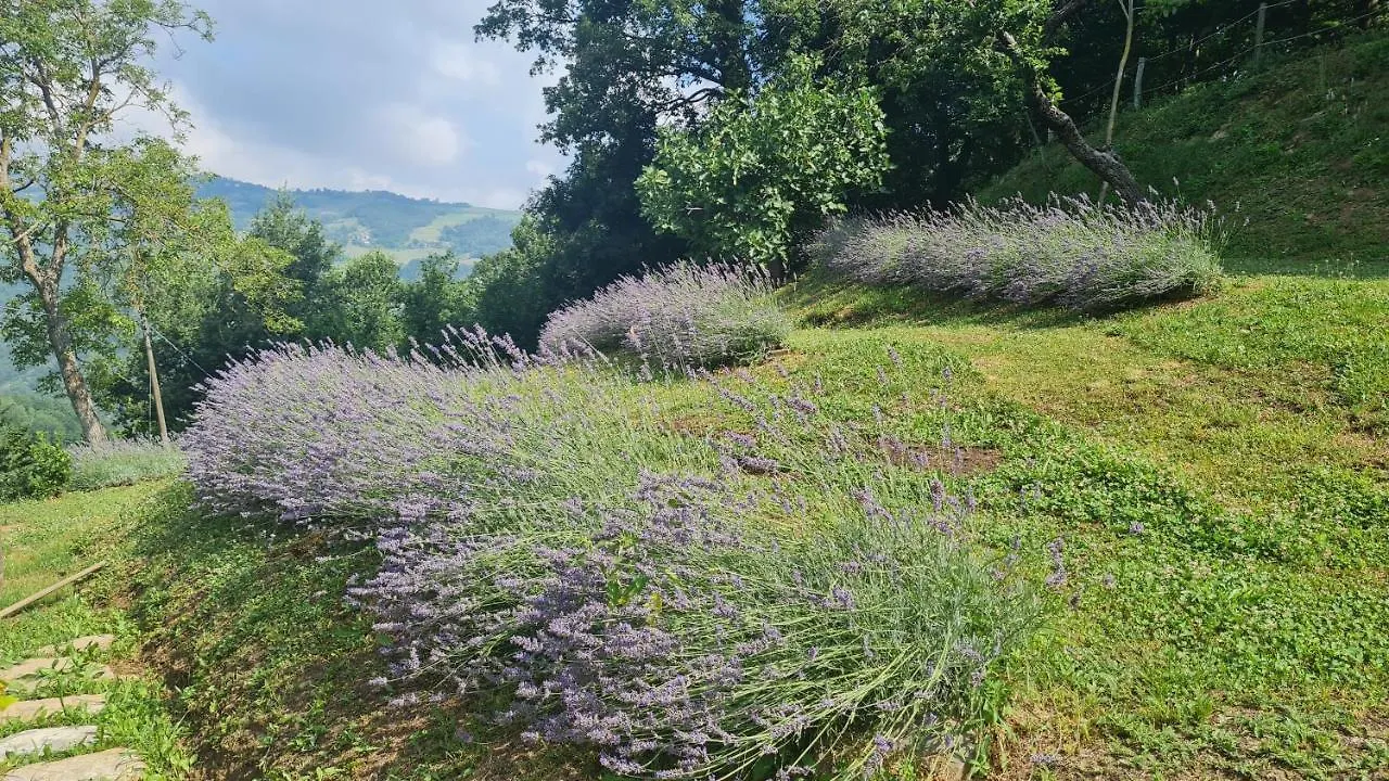 Tana Della Lavanda Montefiorino Holiday home